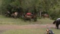 /album/fotogaleria-cabalgatas/a1560683-264938810329874-594764460-n-1-jpg/